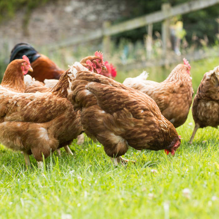 free-range-chickens-on-a-lawn-pecking-the-ground-PLNN397.jpg